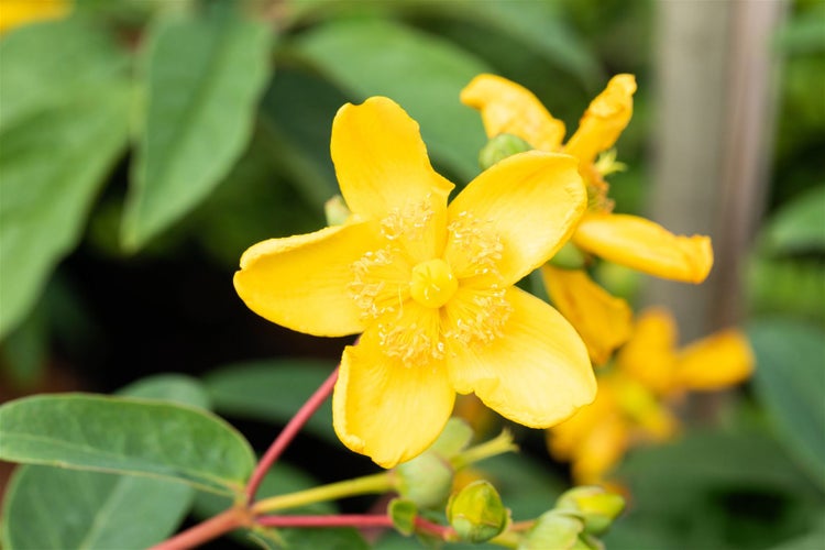 Hypericum 'Hidcote', Johanniskraut, leuchtend gelb, 30–40 cm