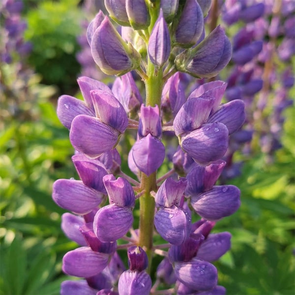 Nahaufnahme einer violetten Lupine mit vielen Einzelblüten an einem Stiel im Garten.