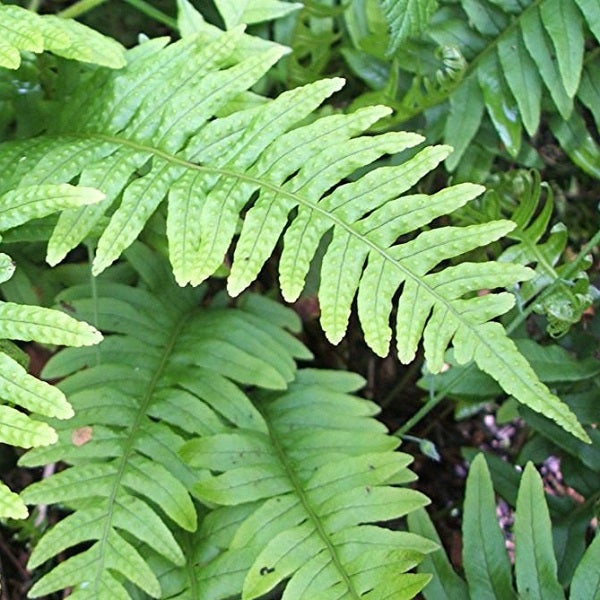 Nahaufnahme von Farnblättern