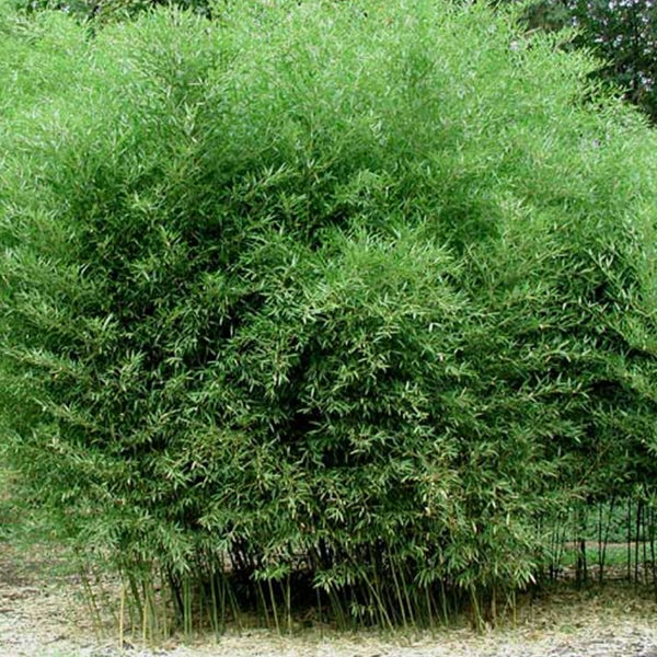 Büschel von Bambuspflanzen im Garten