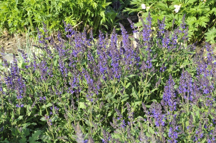 Salvia nemorosa 'Viola Klose', Steppensalbei, violett, ca. 9x9 cm Topf