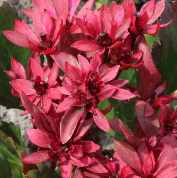 Nahaufnahme der blühenden Purpurglöckchen-Pflanze