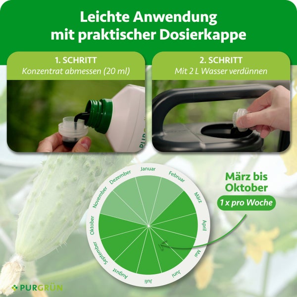 Nahaufnahme der gelben Blütenstände einer Zwergpalme mit faserigem Stamm und bedornten Stielen.