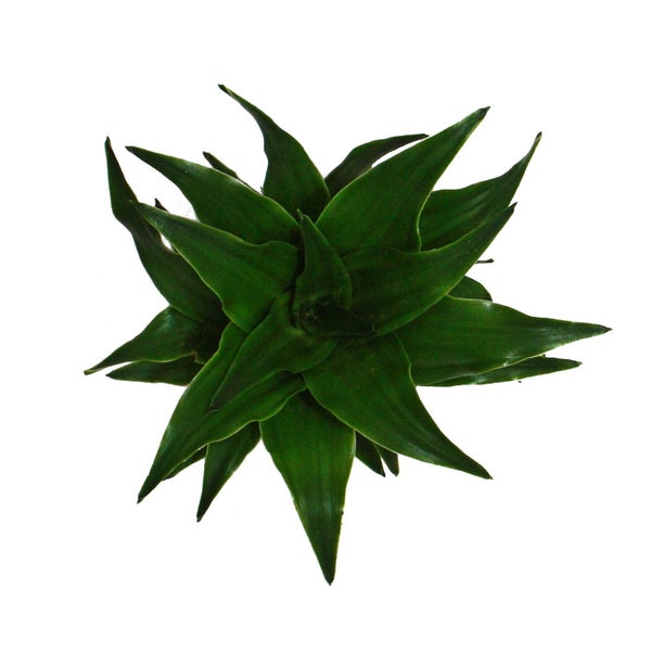 Mini-Pflanze Dracaena compacta Drachenbaum Ideal für kleine Schalen und Gläser im 5,5cm Topf