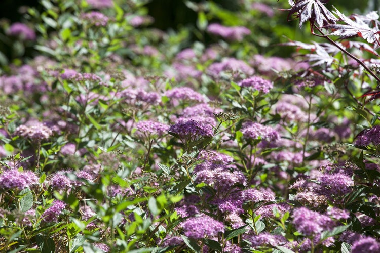 Spiraea japonica 'Little Princess', Zwerg-Spiere, rosa, 20–30 cm