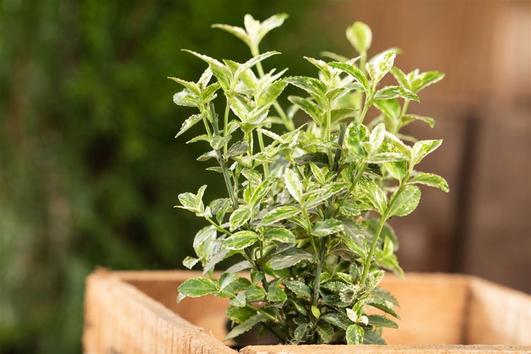 Euonymus fortunei 'Harlequin', Kriechspindel, buntlaubig, ca. 9x9 cm Topf