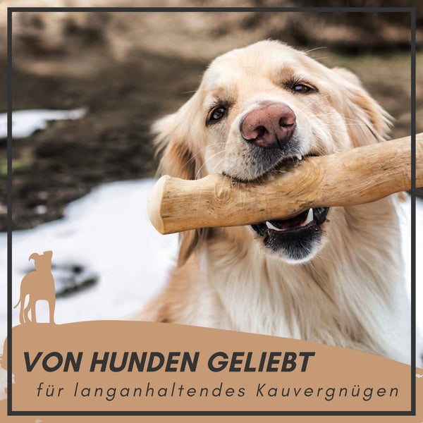 Golden Retriever hält einen Kauholzstab im Maul