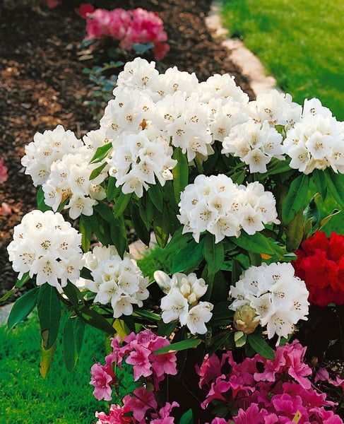 Rhododendron Hybr. 'Helene Schiffner', weiß, 30–40 cm