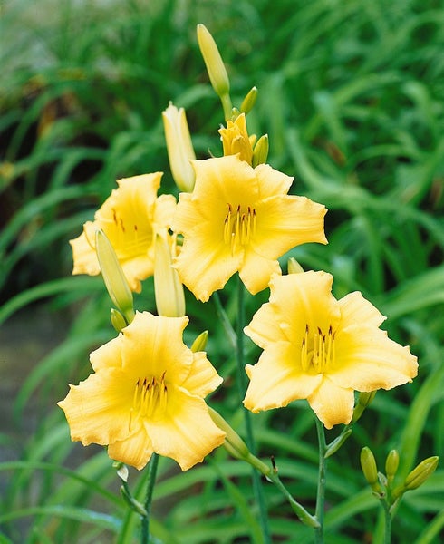 Hemerocallis x cult. 'Happy Returns', Taglilie, gelb, ca. 9x9 cm Topf