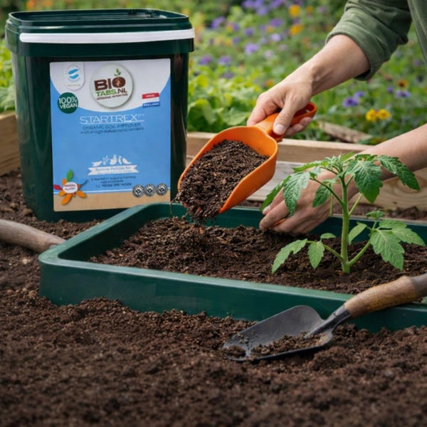 Eine Person bringt mit einer Schaufel Biotabs Startrex organischen Bodenverbesserer bei einer Tomatenpflanze in einer Schale neben dem Produktkübel aus.