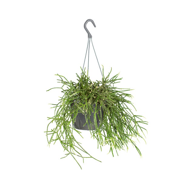 Rhipsalis 'Pilocarpa' - Korallenkaktus im Hängetopf - ⌀17 - ↕ 20 cm