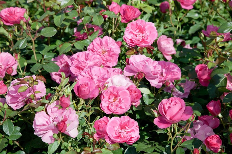 Rosa 'Play Rose', Rose, pink, 5-7,5 Liter Container