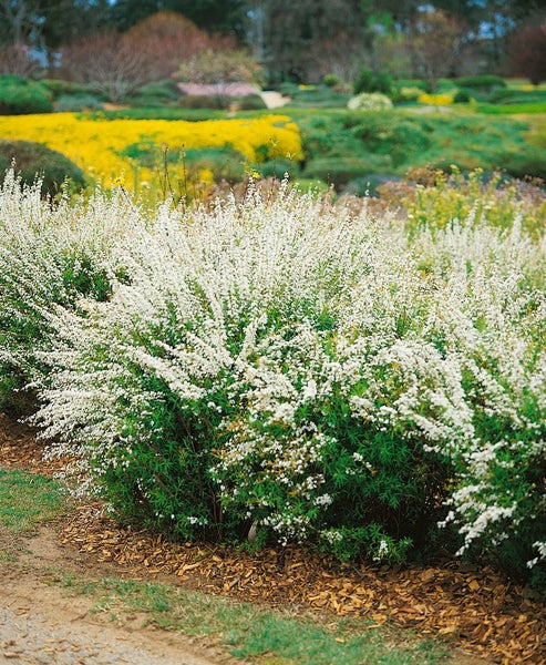 Spiraea thunbergii, Thunbergs Spiere, weiß, 40–60 cm