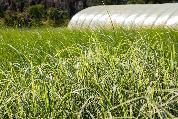 Hohes Gras im Garten