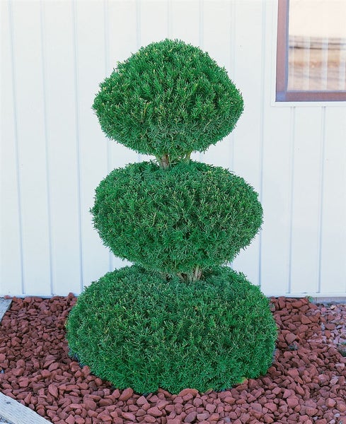 Taxus cuspidata, Japanische Eibe, 125–150 cm