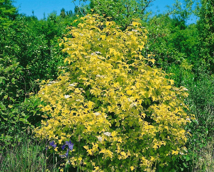 Viburnum opulus, Gewöhnlicher Schneeball, 60–100 cm, weiße Blüten