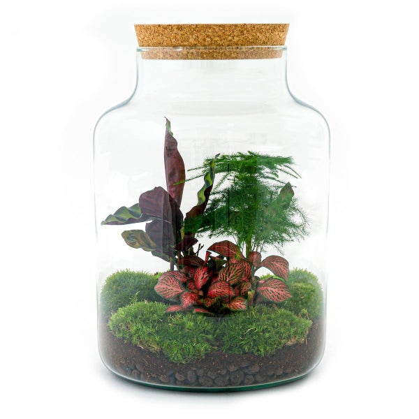 Flaschengarten Milky - DIY Pflanzenterrarium -  30 cm hoch - mit Calathea-Pflanze