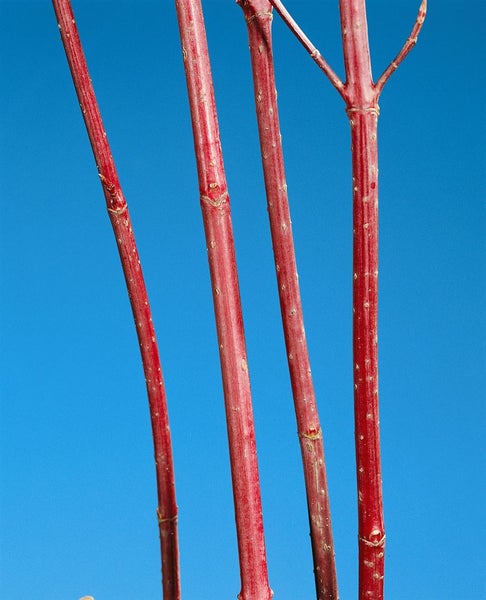 Cornus alba 'Kesselringii', Hartriegel, dunkelrot, 60–100 cm
