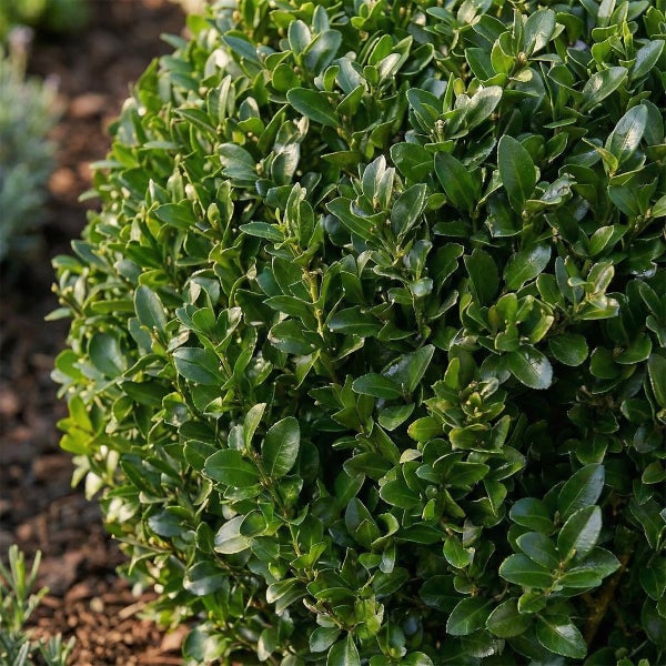 Immergrüner Buchsbaum als Kugel geformt mit dichten kleinen Blättern.