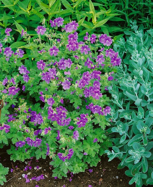Geranium ibericum ssp. ibericum, Storchschnabel, ca. 9x9 cm Topf