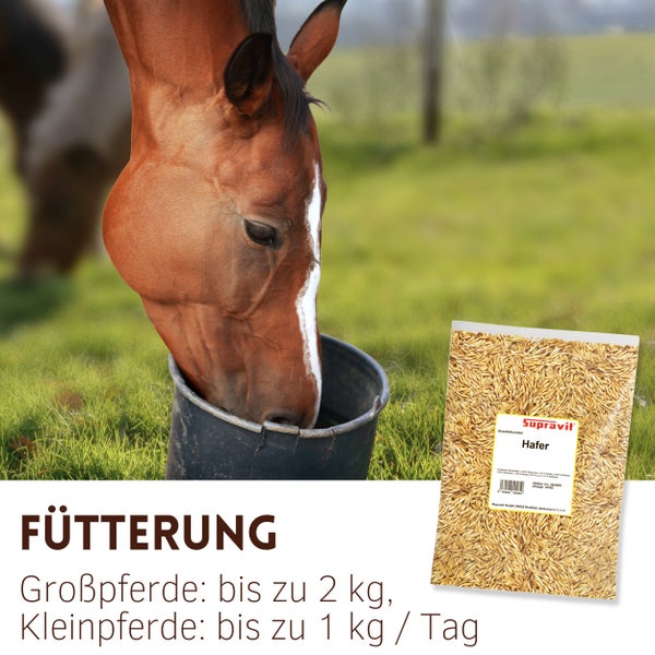 Pferd frisst aus Eimer neben einer Packung Pferdefutter Hafer von Supravit