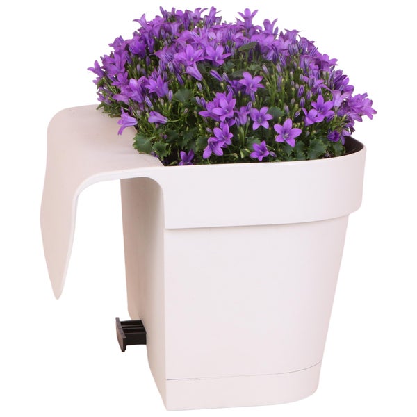 Blauer Campanula im Balkonkasten