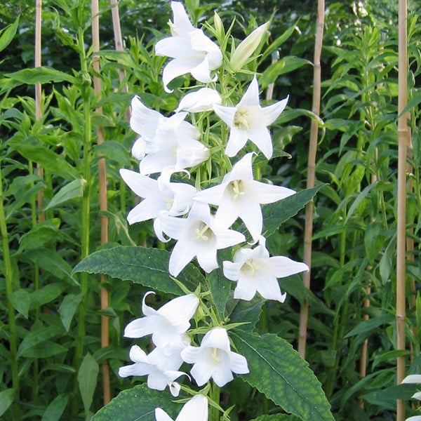 Weiße Glockenblumen im Gartenbeet