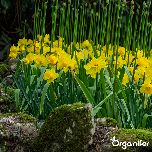 Beet mit blühenden gelben Narzissen und langen grünen Stielen in einer Gartenlandschaft mit moosbewachsenen Steinen.