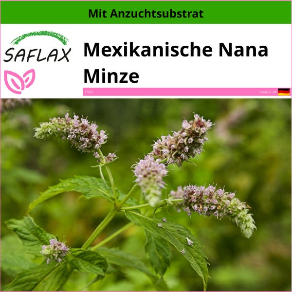 SAFLAX  - Mexikanische Nana Minze - Mentha spicata Nane - 500 Samen - Mit keimfreiem Anzuchtsubstrat