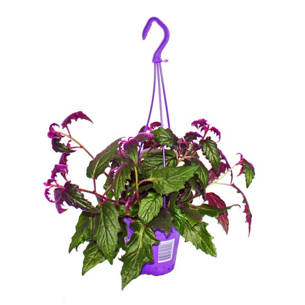 Zimmerpflanze zum Hängen Gynura Purple Passion Samtblatt Samtnessel lilafarbene Pflanze 14cm Ampeltopf