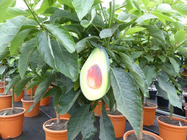 Avocado Pflanze in einem Kunststofftopf mit einem Avocadofrucht Etikett zwischen den grünen Blättern.