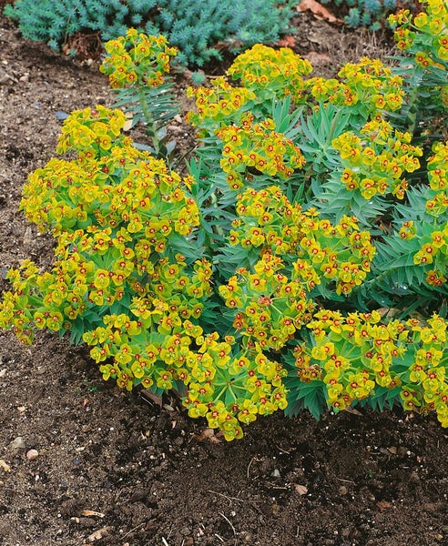 Euphorbia myrsinites, Walzen-Wolfsmilch, ca. 9x9 cm Topf