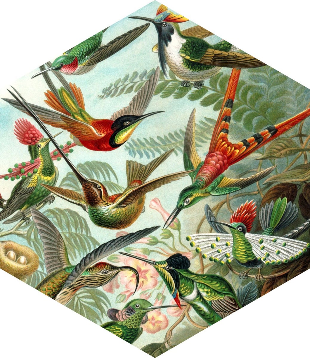 ESTAhome Wandtattoo Vögel Dschungelgrün - 70 x 81 cm - 158999