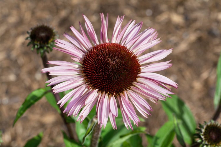 Echinacea purpurea 'Augustkönigin', Sonnenhut, rosa, ca. 11x11 cm Topf