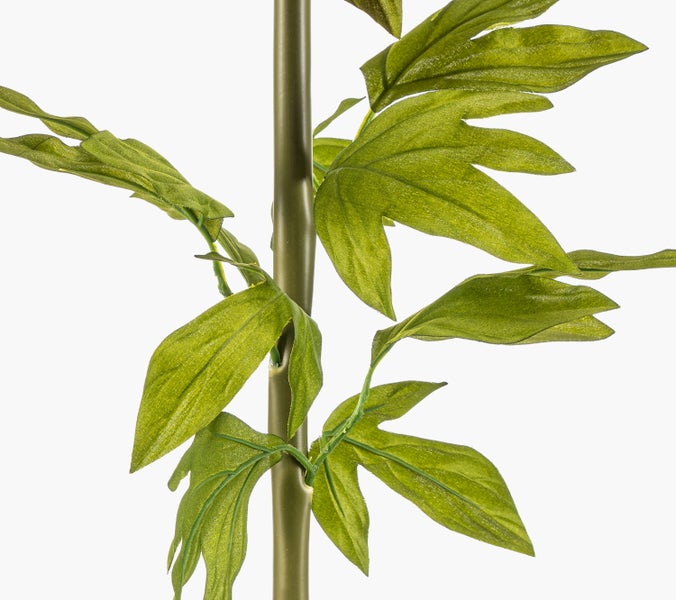 Korbmarante Calathea mit gemusterten Blättern in einem schwarzen Topf.