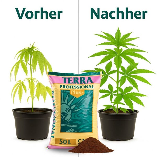 Vorher-Nachher-Vergleich des Pflanzenwachstums mit einem 50 Liter Sack CANNA Terra Professional Plus Erde.