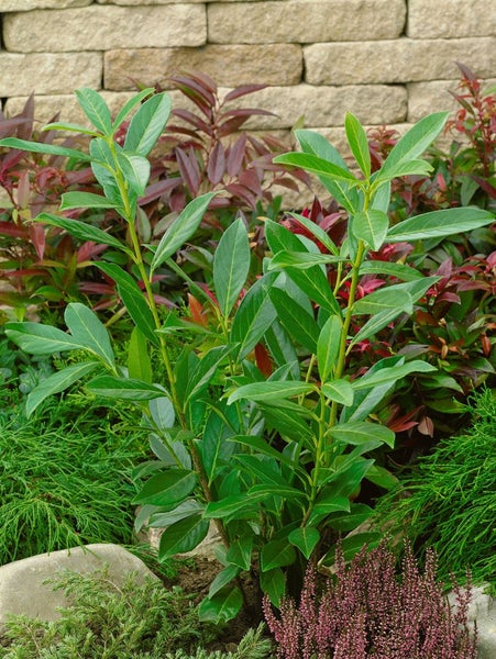 Prunus laurocerasus 'Caucasica', Kirschlorbeer, immergrün, 60–100 cm