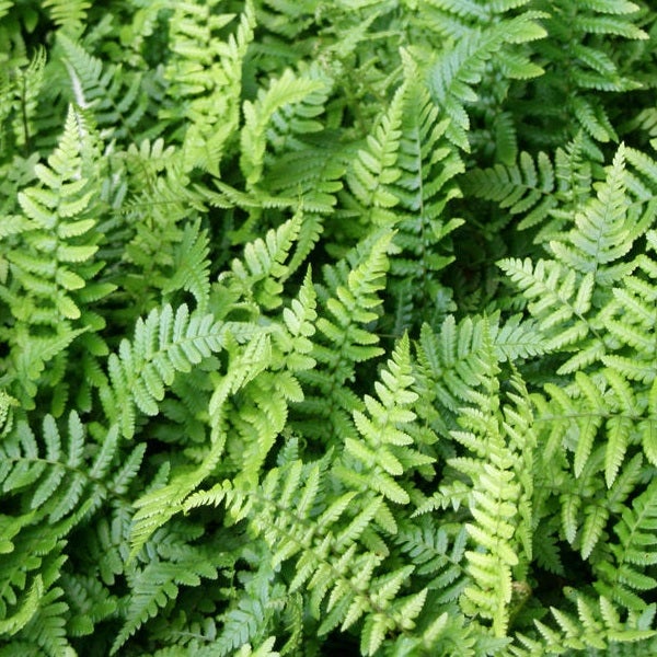 Nahaufnahme von Farnblättern