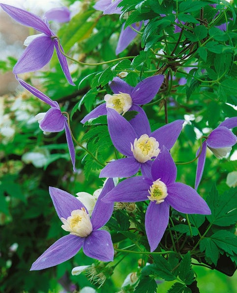 Detailaufnahme einer Clematis-Blüte mit grünen Blättern