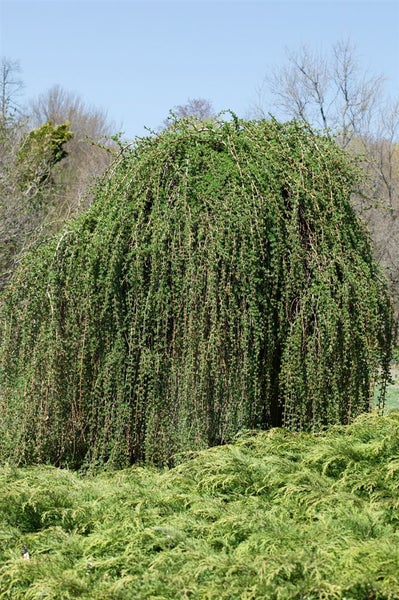 Larix kaempferi 'Pendula', Japanische Lärche, hängend, 125–150 cm