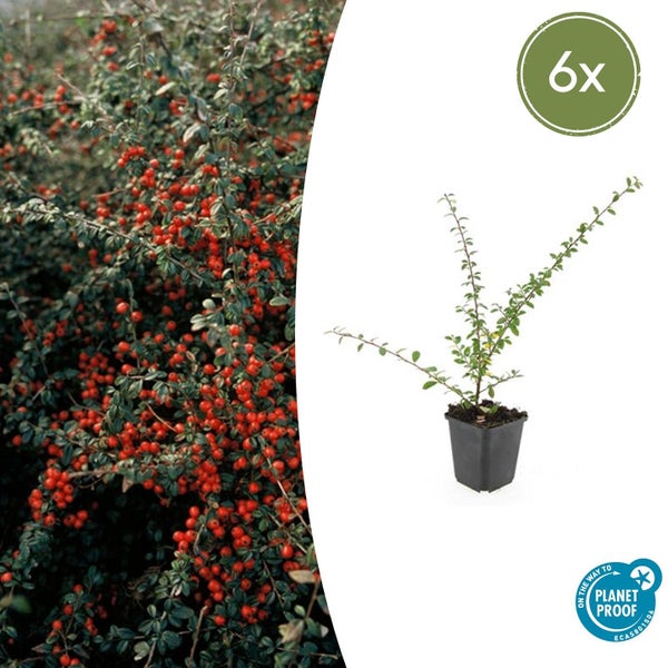 Set mit sechs Fächer-Mispeln, Abbildung einer Jungpflanze im Topf und eines ausgewachsenen Strauchs mit Beeren, Siegel für nachhaltige Produktion.