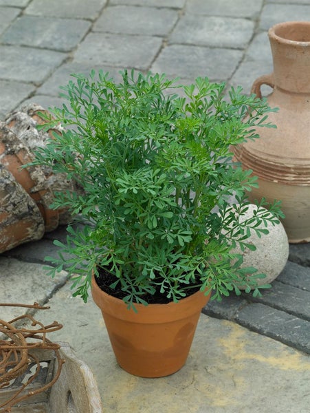 Ruta graveolens, Weinraute, aromatisch, ca. 9x9 cm Topf