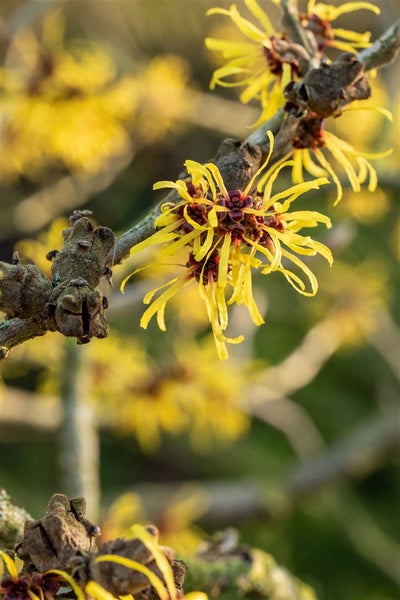 Hamamelis intermedia 'Westerstede', Zaubernuss, gelb, 60–80 cm