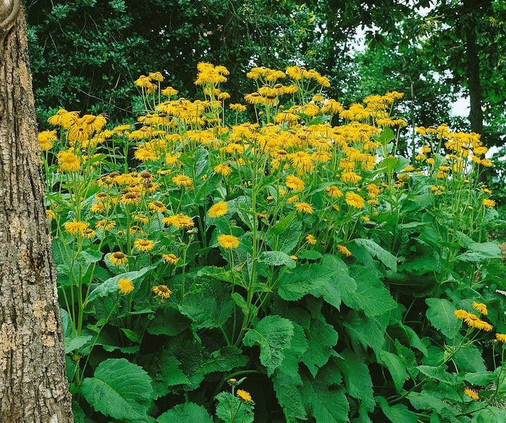 Inula magnifica, Pracht-Alant, gelb, ca. 9x9 cm Topf