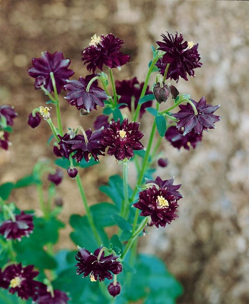 Aquilegia vulgaris 'Black Barlow', Akelei, dunkelviolett, ca. 9x9 cm Topf