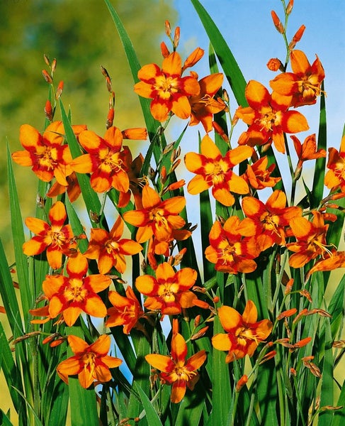 Crocosmia x crocosmiifl. 'Emily McKenzie', Montbretie, orange, 2-3 Liter Topf