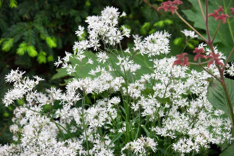 Lychnis flos-cuculi 'White Robin', Kuckuckslichtnelke, weiß, ca. 9x9 cm Topf