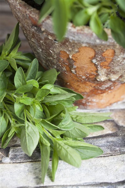 Oregano-Pflanze im Terrakottatopf