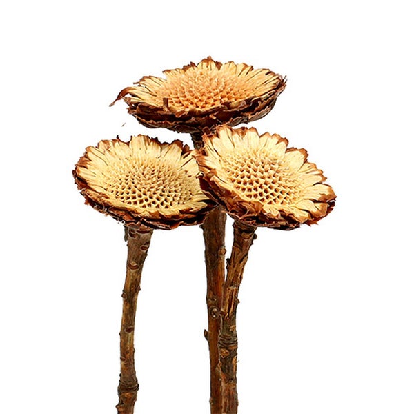 Dekorative getrocknete Blumen auf Stielen