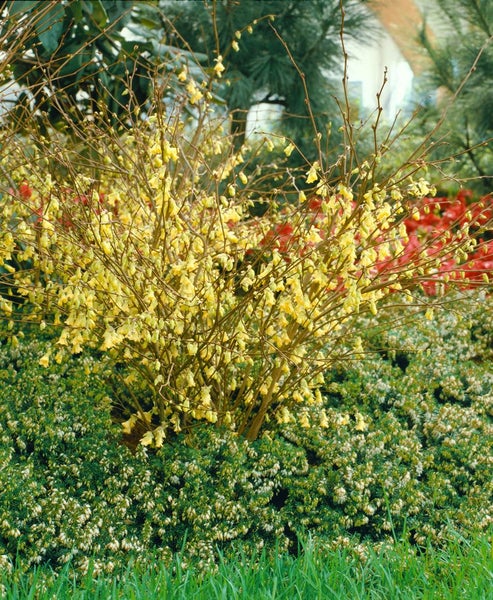 Corylopsis pauciflora, Scheinhasel, zartgelb, 60–80 cm